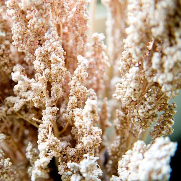 Quinoa getrocknet