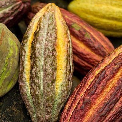Belize: Mayan cocoa fruit (horizontal)