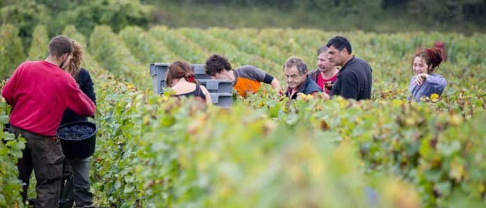 Weinernte bei Fleury in der Champagne