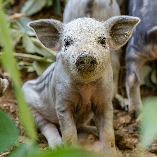 Edile zoo pig