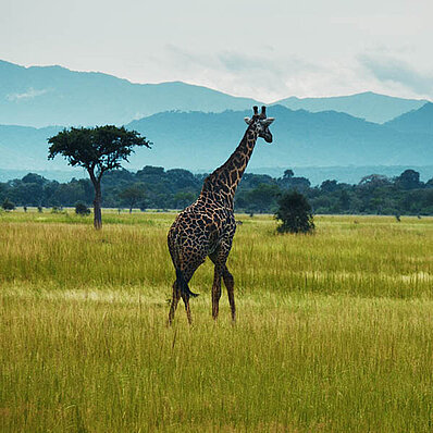 Tanzania 1
